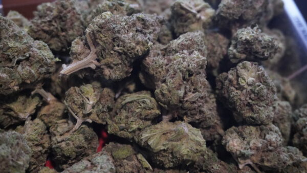 Blue Dream THCa Flower - Image 2