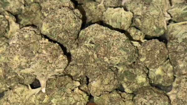 Blue Dream THCa Flower - Image 3