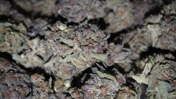 Durban Poison THCa Flower - Image 2