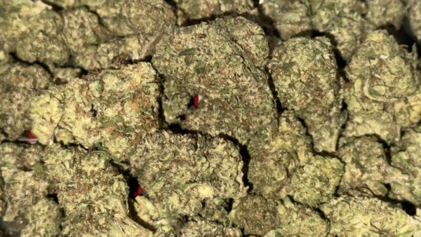 Gorilla Glue THCa Flower - Image 3